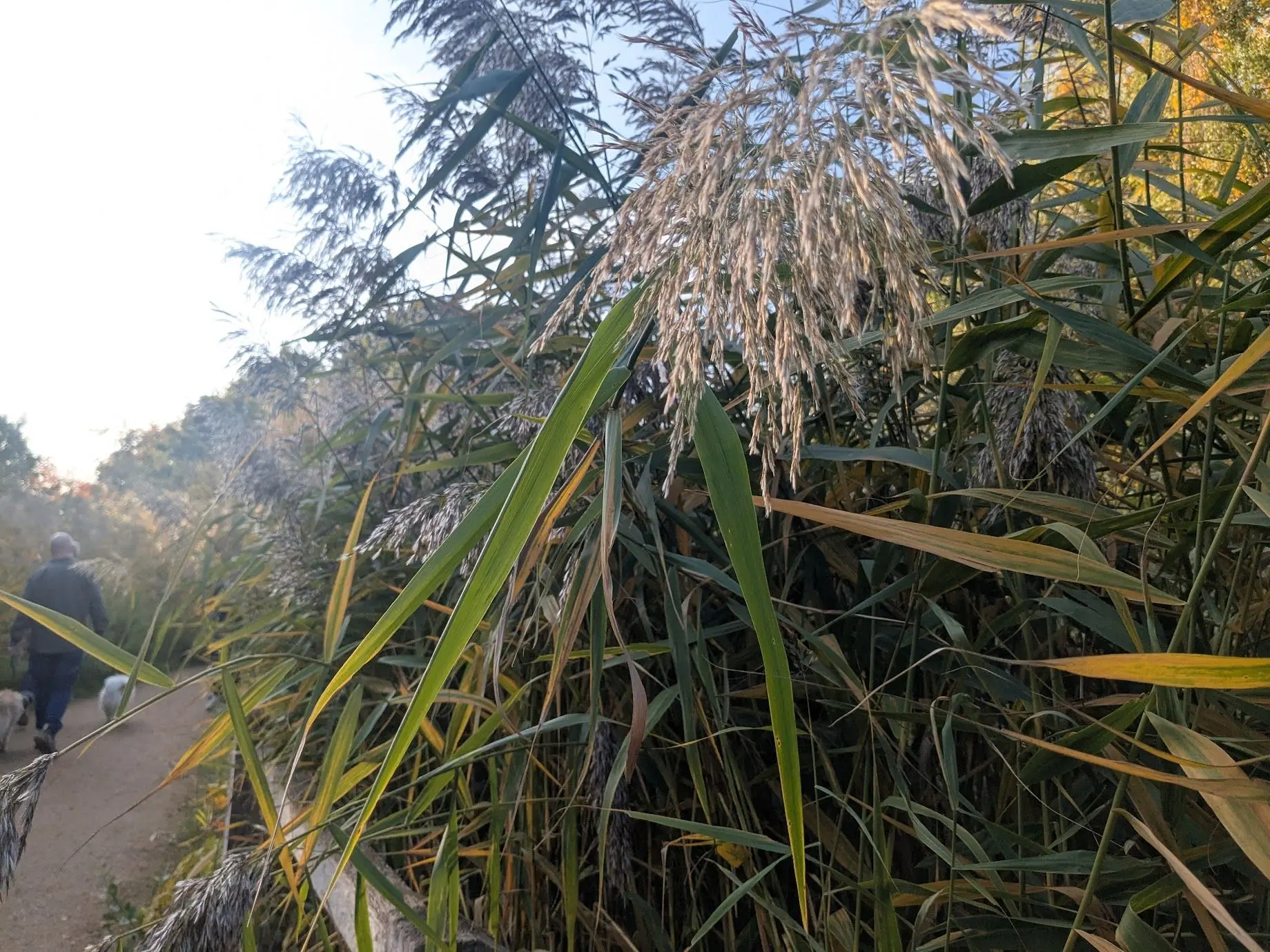 Greenery beside a walking path