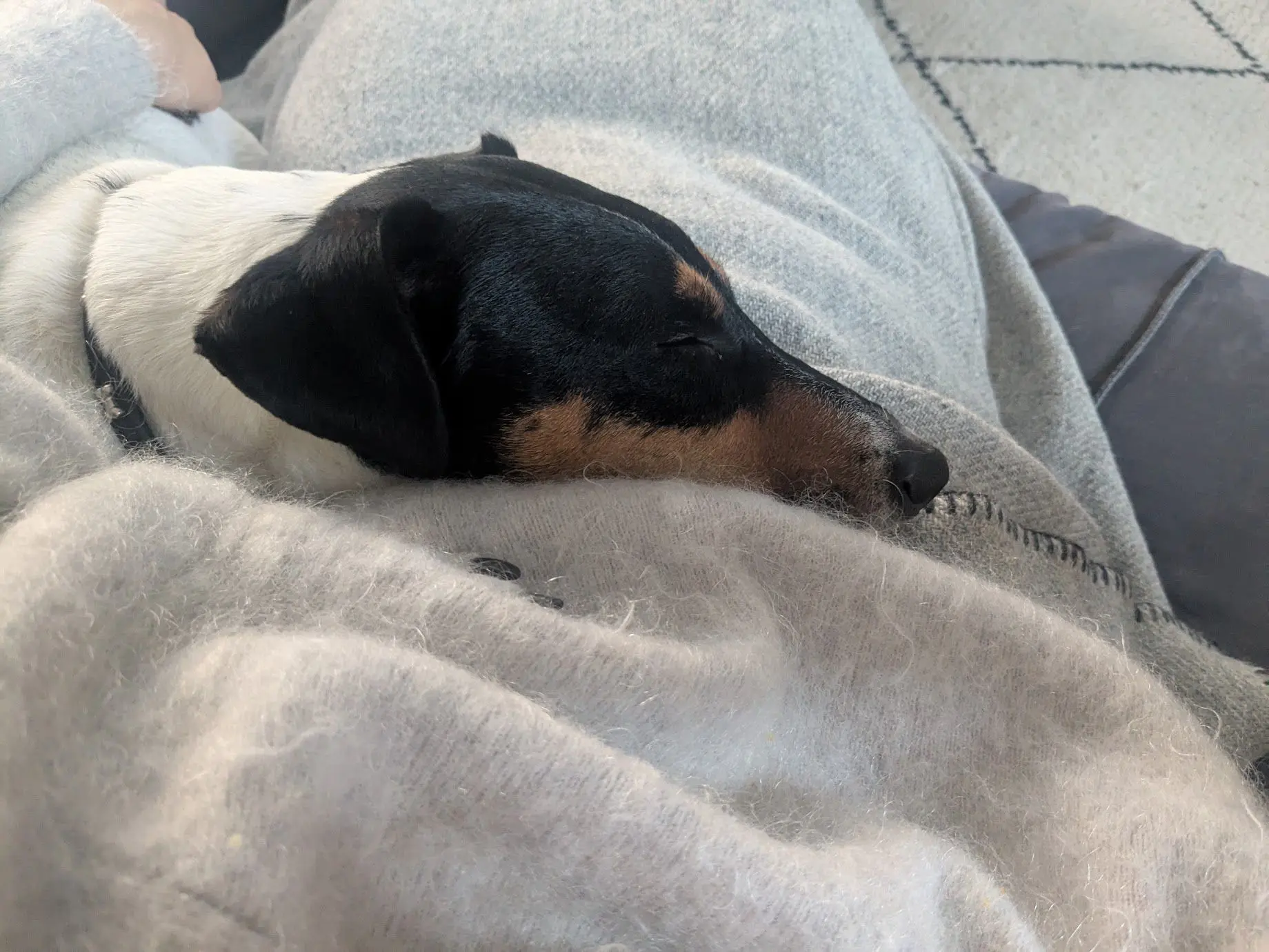 A small dog resting under a blanket
