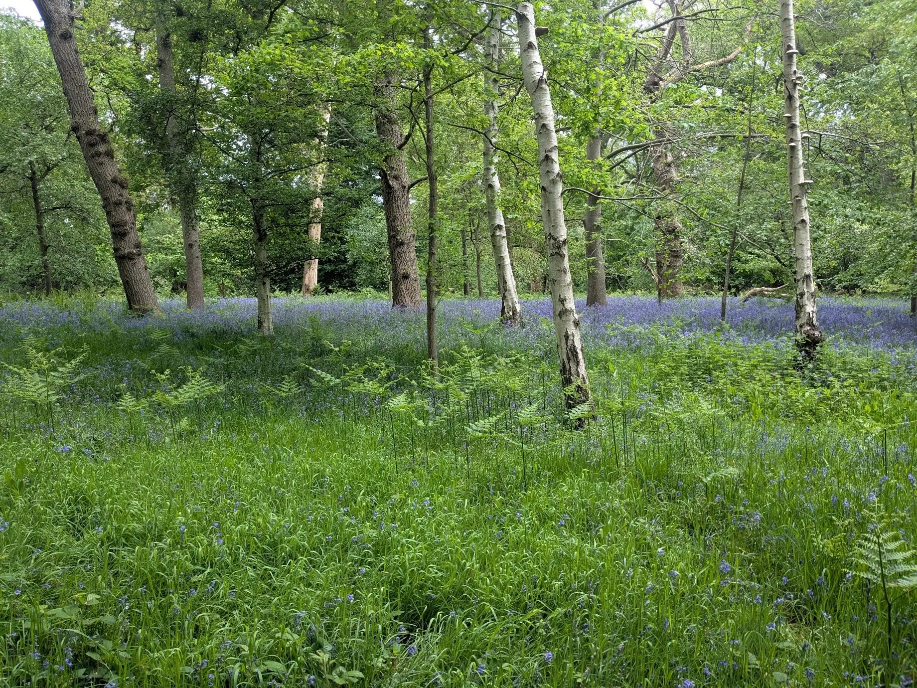 Bluebells and trees on a local walk