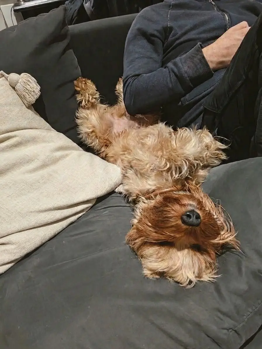 A relaxed guest dog receiving attention