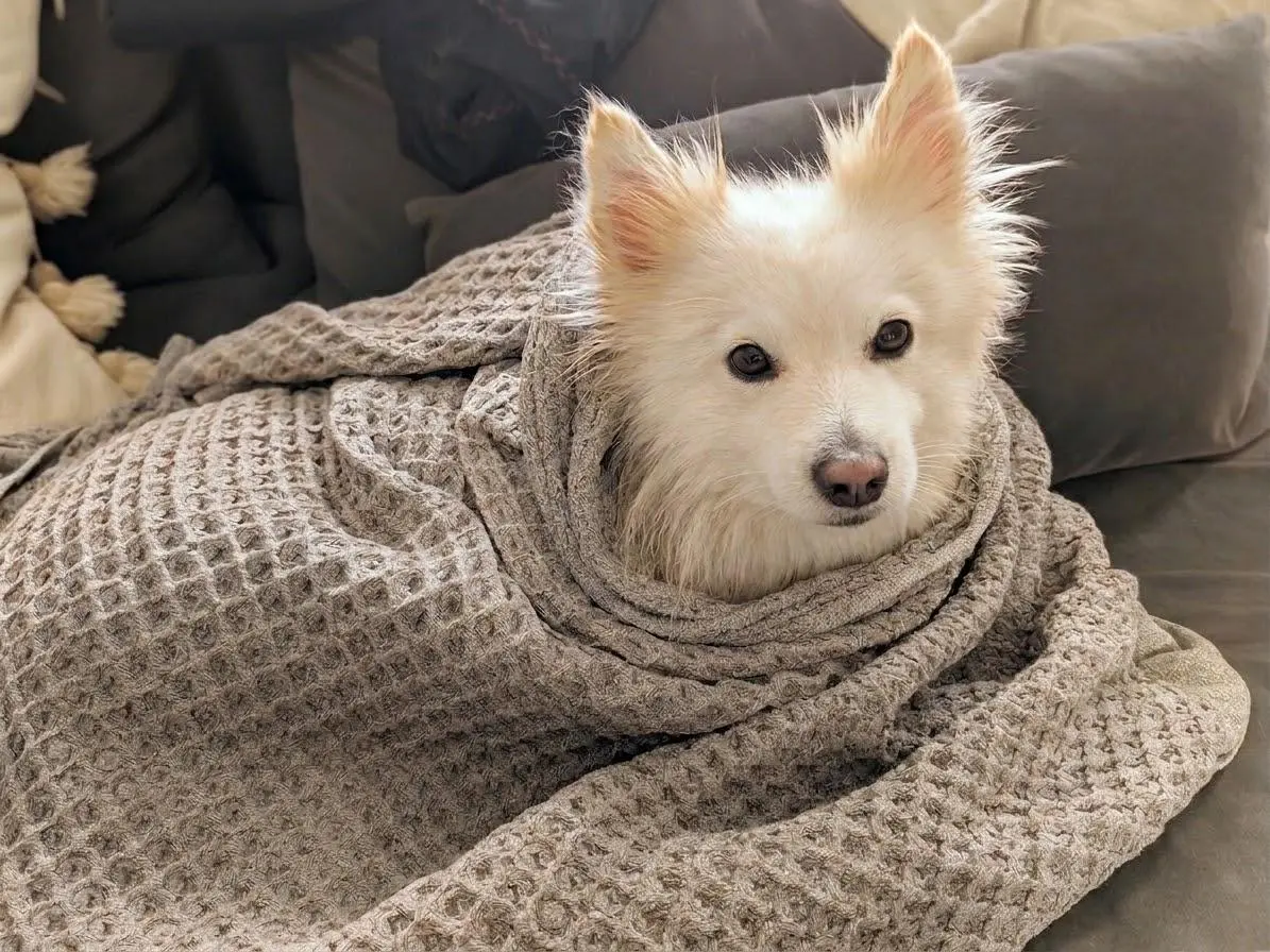 Sadie tucked into a blanket