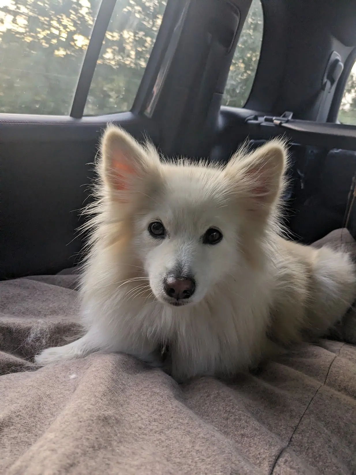 Sadie, the resident Pomsky