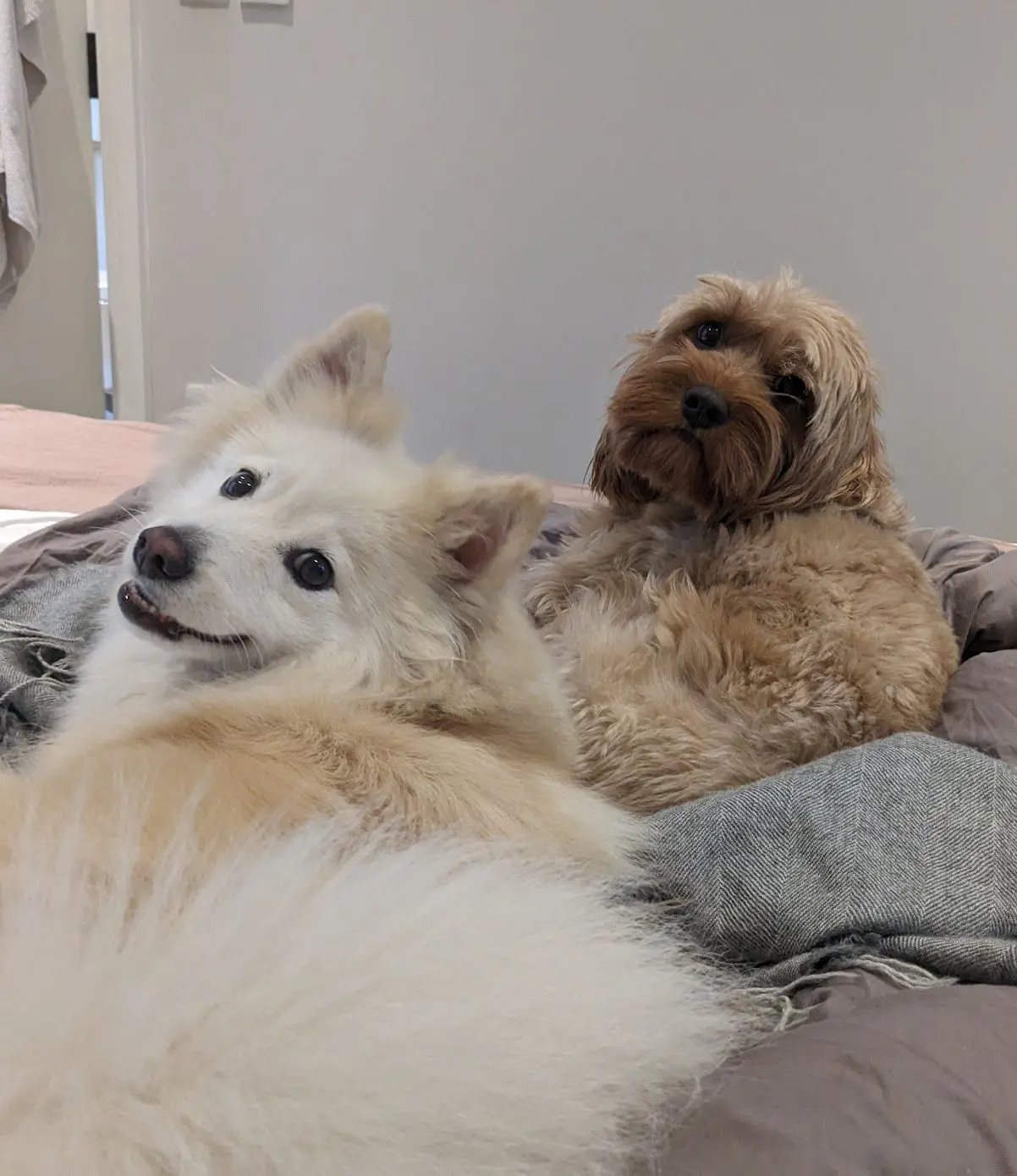 Sadie relaxing with a visiting dog