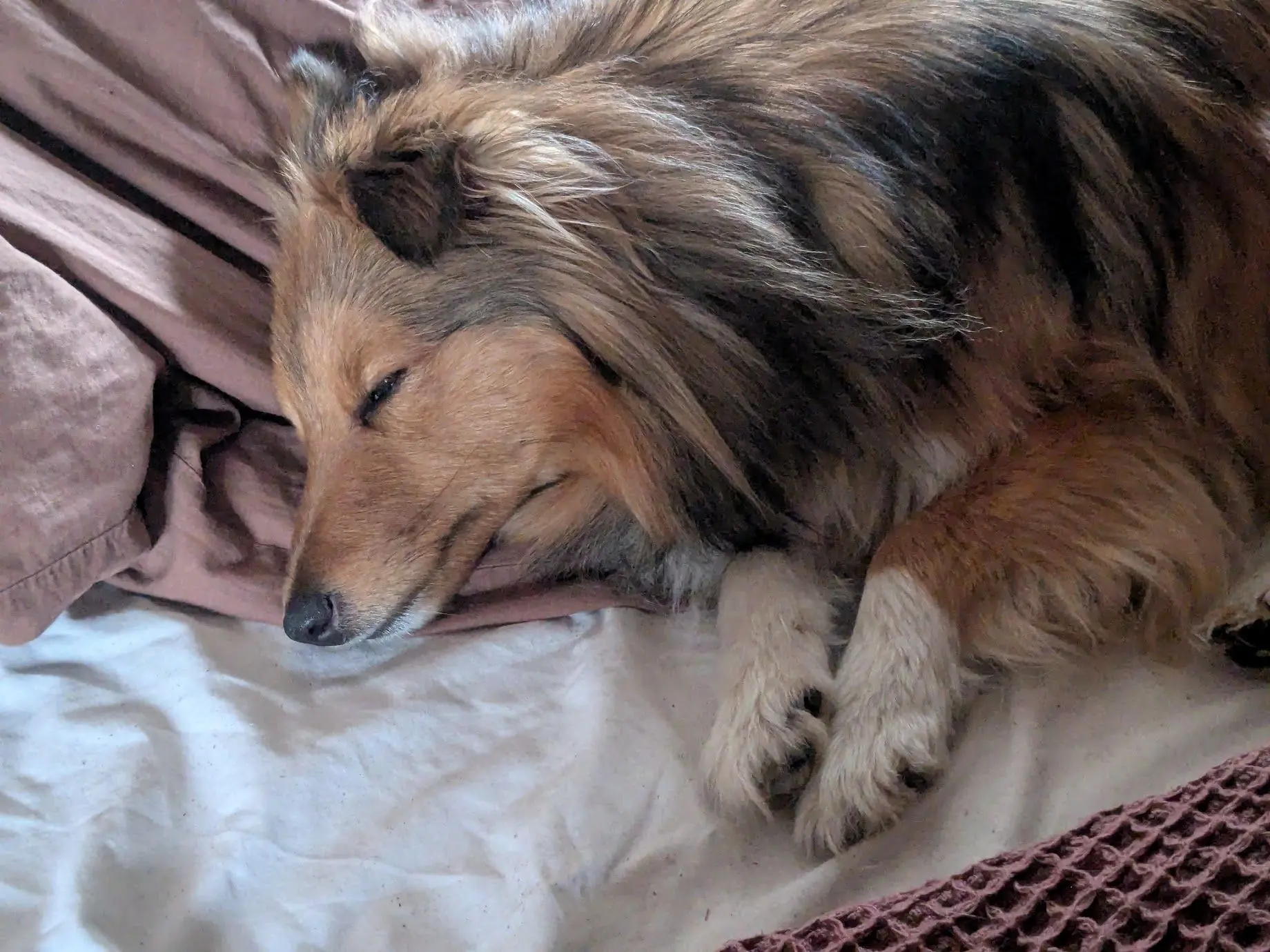 A guest dog sleeping peacefully